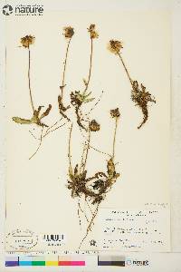 Arnica lessingii image