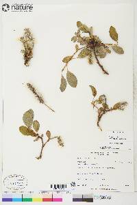 Salix arctica image