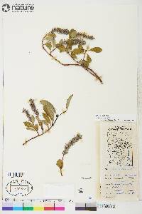 Salix arctica image