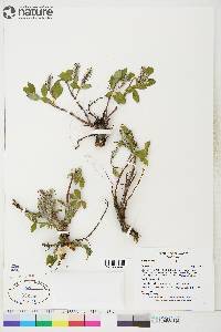 Salix arctica image