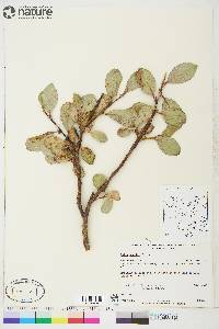 Salix arctica image