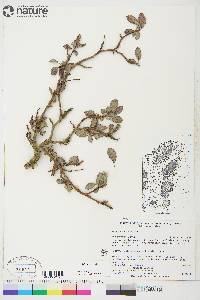 Salix arctica image