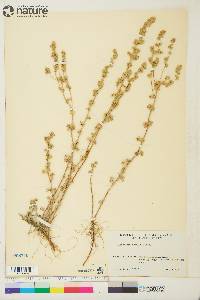 Artemisia frigida image