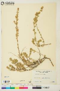 Artemisia frigida image