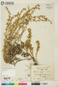 Artemisia frigida image