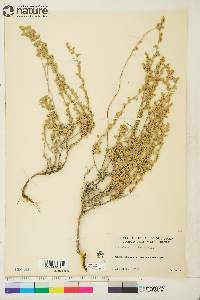 Artemisia frigida image