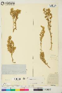 Artemisia frigida image