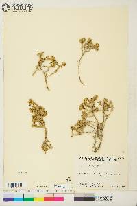 Artemisia frigida image