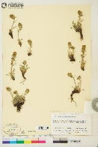 Artemisia furcata image