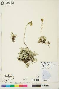 Artemisia glomerata image