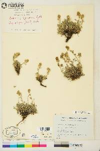 Artemisia hyperborea image