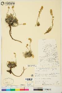 Artemisia hyperborea image