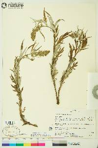 Artemisia tilesii image