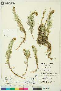 Artemisia tilesii subsp. tilesii image