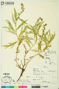 Artemisia tilesii image