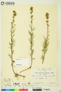 Artemisia tilesii var. tilesii image