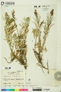 Artemisia tilesii image