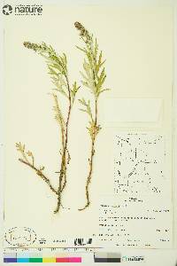 Artemisia tilesii image