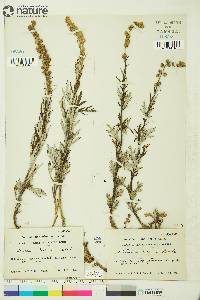 Artemisia tilesii image