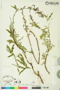 Artemisia tilesii image