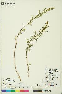 Artemisia michauxiana image