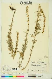 Artemisia michauxiana image