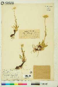 Aster alpinus subsp. vierhapperi image