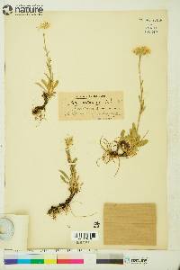 Aster alpinus subsp. vierhapperi image