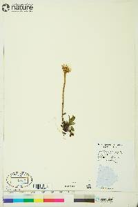 Aster alpinus subsp. vierhapperi image