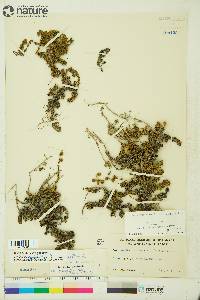 Artemisia rupestris image