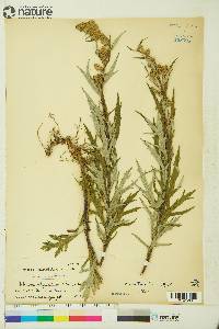 Artemisia elatior image