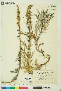 Artemisia tilesii var. elatior image