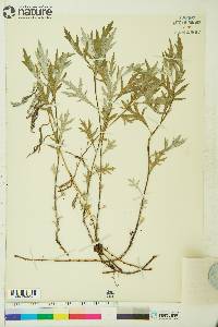 Artemisia tilesii var. elatior image