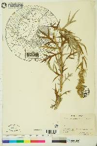 Artemisia tilesii subsp. elatior image