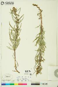 Artemisia tilesii image