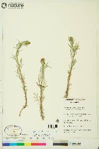 Artemisia tilesii image