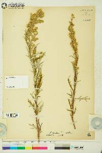 Artemisia tilesii image