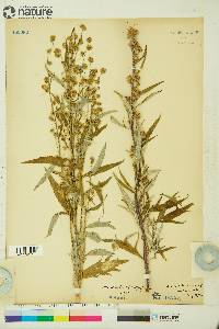 Artemisia tilesii subsp. elatior image