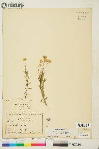 Erigeron hyssopifolius image