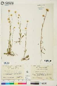 Erigeron elatus image