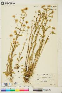 Erigeron elatus image