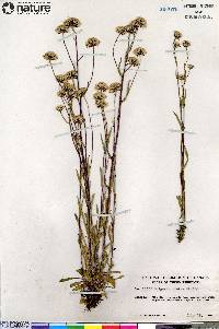 Erigeron elatus image