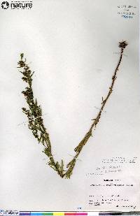 Artemisia dracunculus image