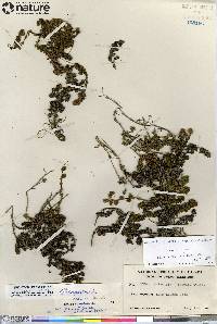 Artemisia rupestris image