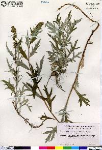 Artemisia tilesii var. elatior image