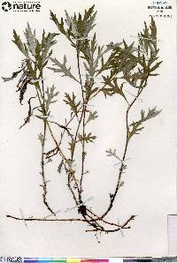 Artemisia tilesii var. elatior image