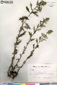 Artemisia tilesii image