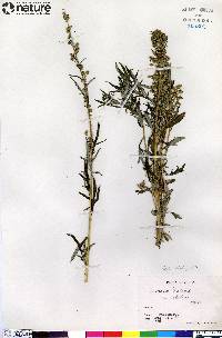 Artemisia tilesii var. elatior image