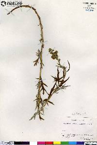 Artemisia tilesii subsp. elatior image