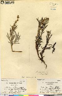 Artemisia tilesii image